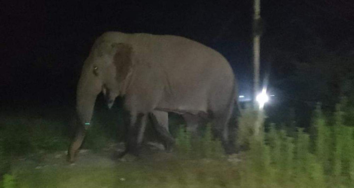 हात्तीको आक्रमणबाट रौतहटमा एक वृद्धाको मृत्यु