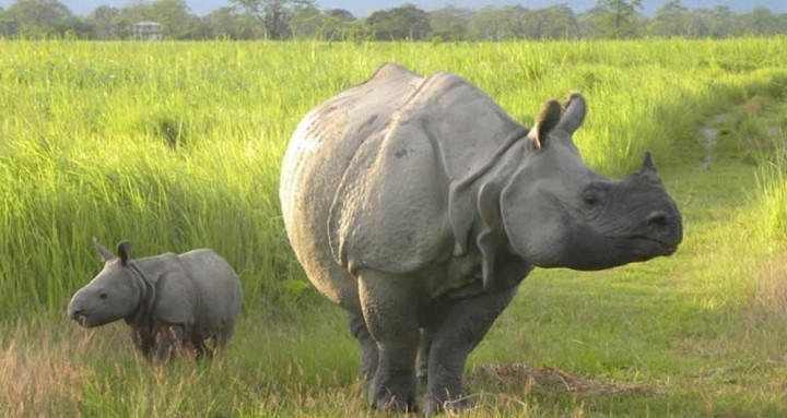 गैँडाको आक्रमणबाट चितवनमा एक जनाको मृत्यु