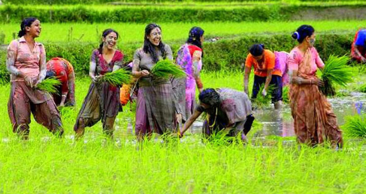 असार १५ आज :  राष्ट्रिय धान दिवस र दही चिउराको सांस्कृतिक पर्व मनाइँदै