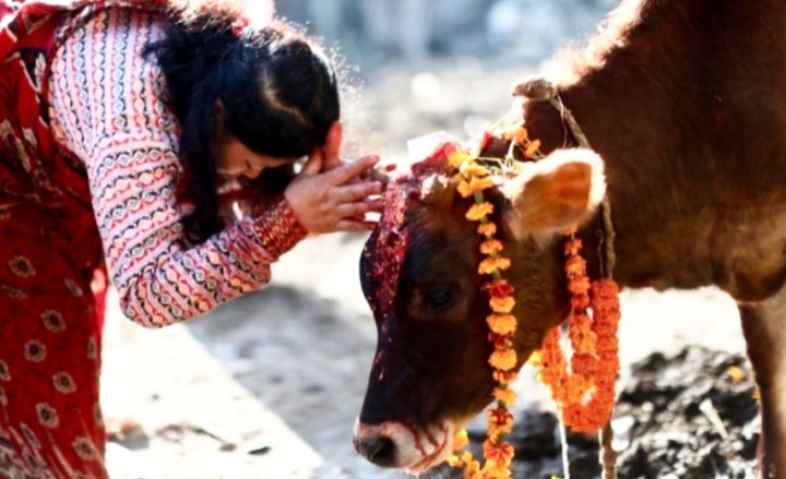 आज गाईलाई पूजा गरेर गाई तिहार मनाईँदै